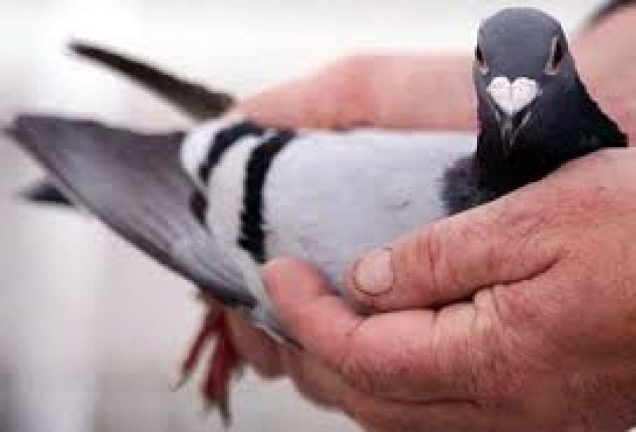 Digrebek Polisi Penjudi Burung Merpati Semburat